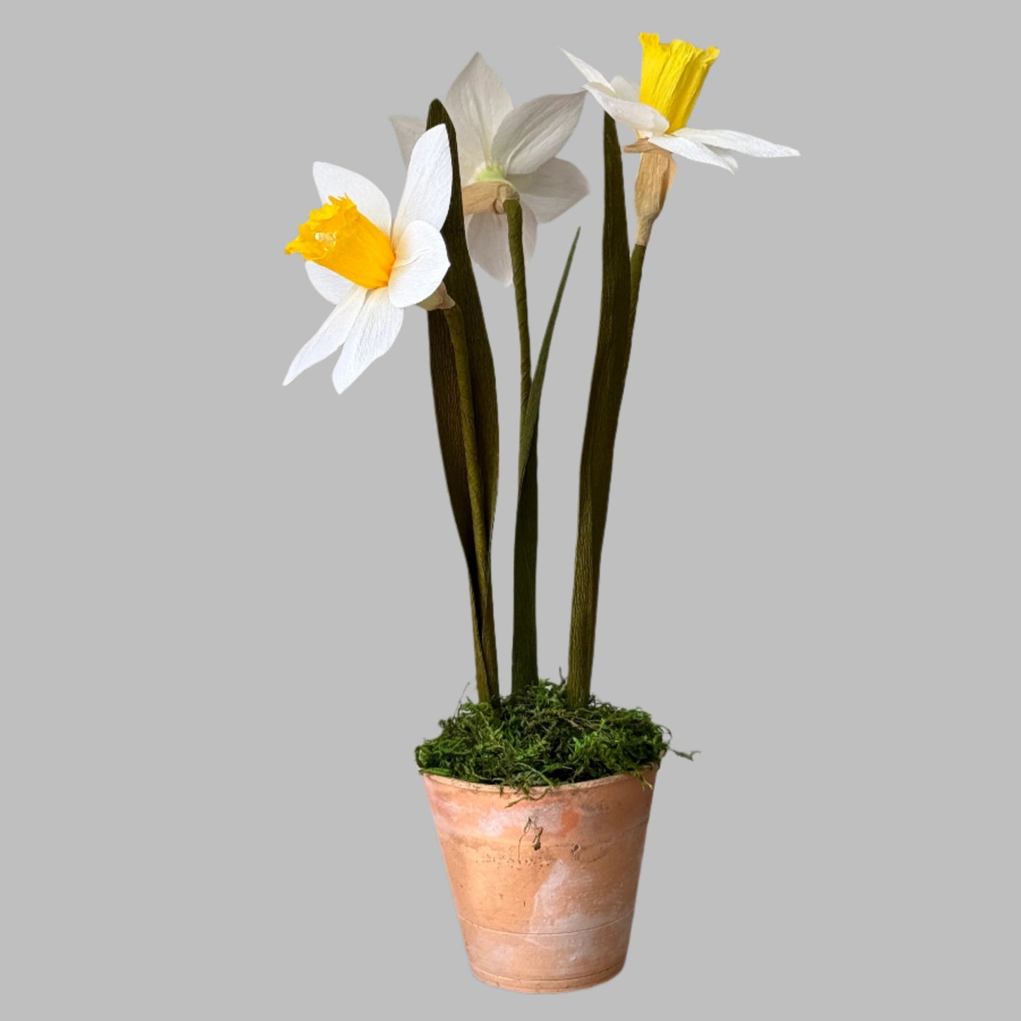 Potted Daffodils - White