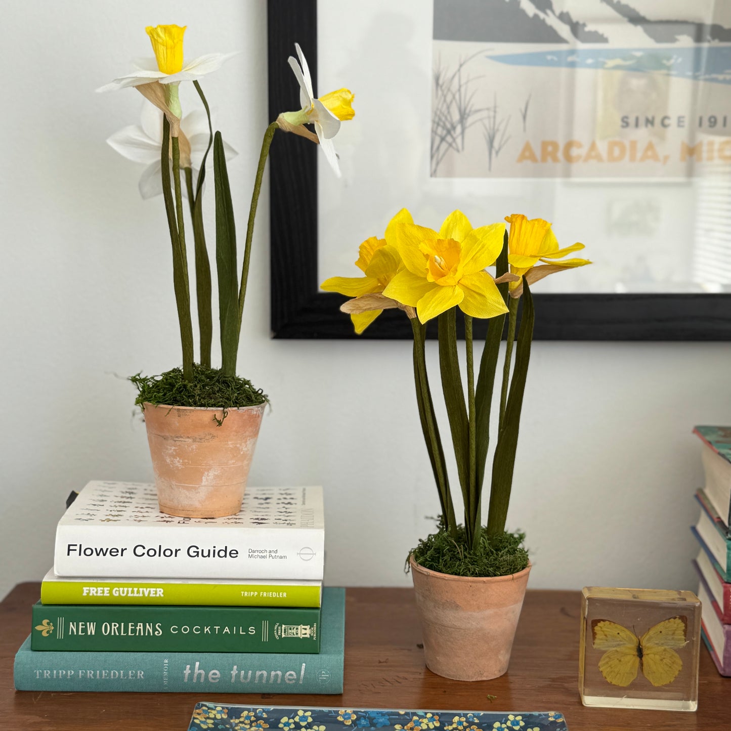 Potted Daffodils - Yellow