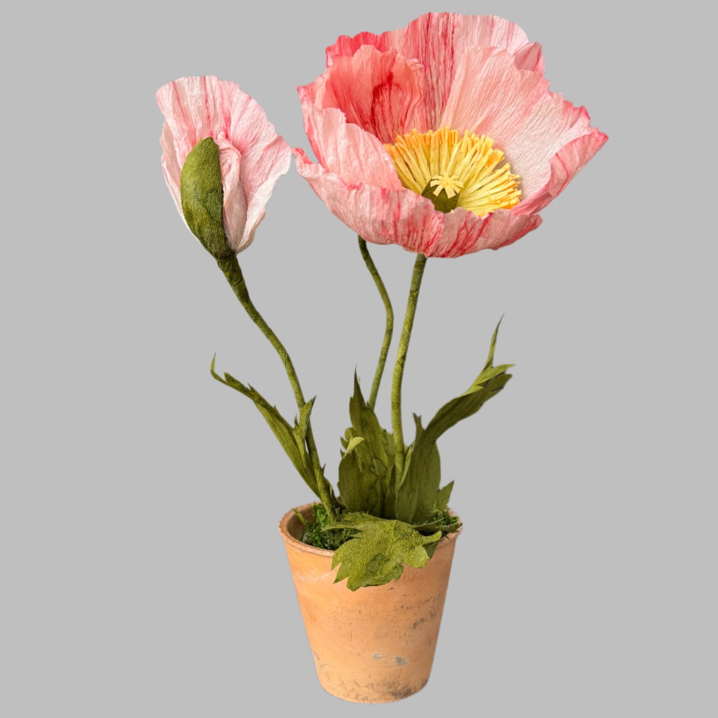 Potted Poppies - Peachy Pink