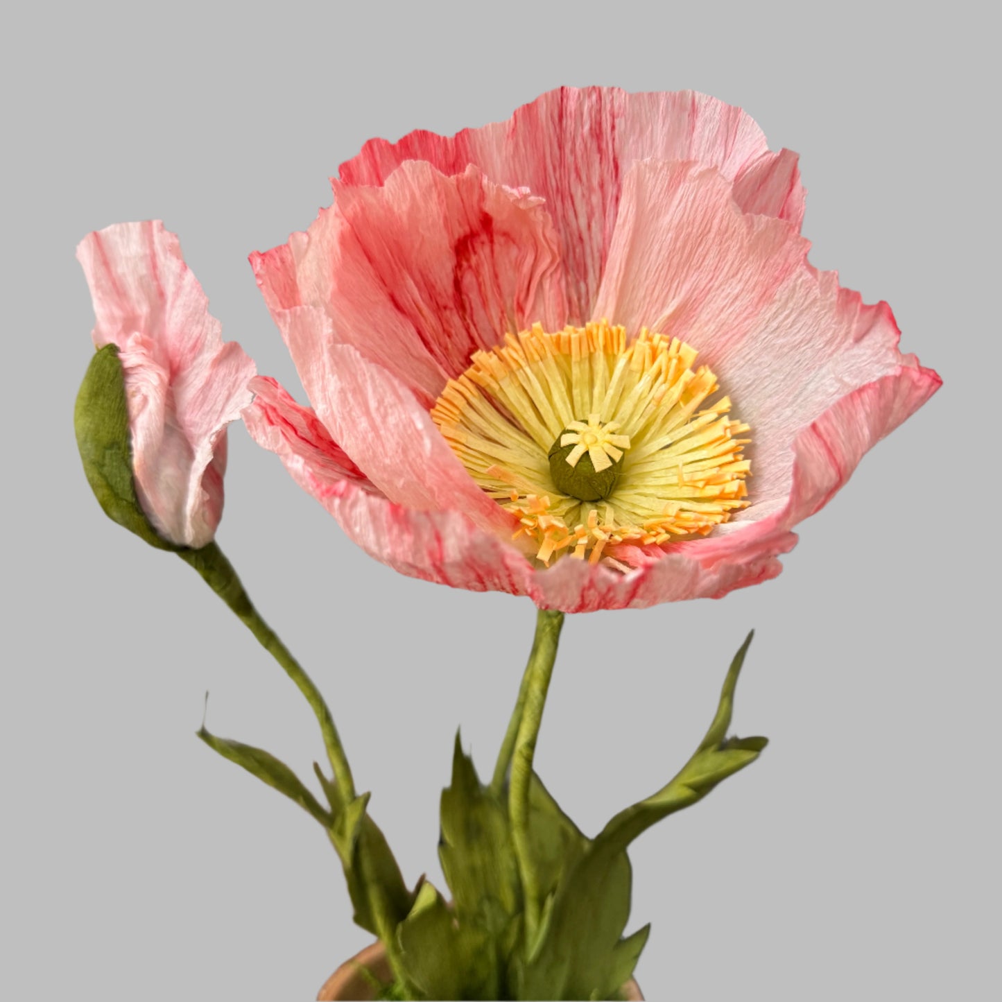 Potted Poppies - Peachy Pink