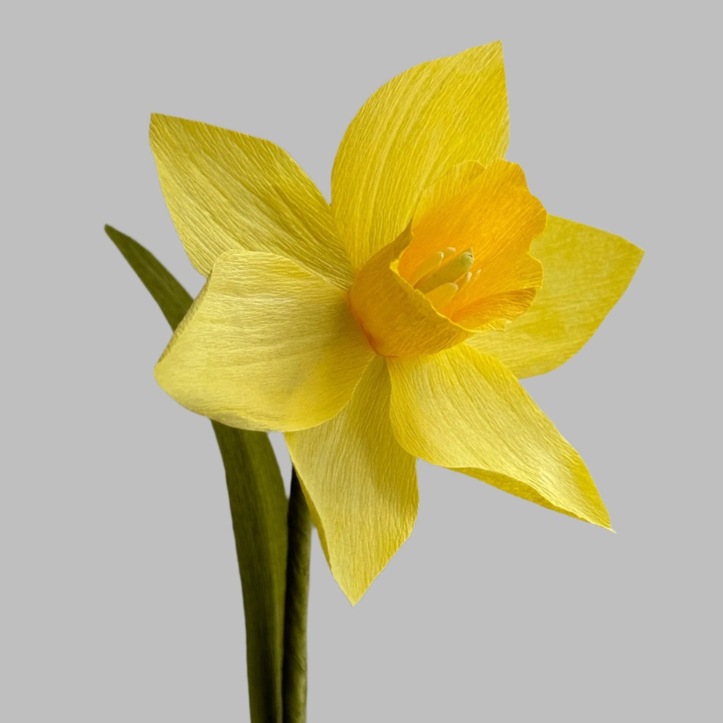 Daffodil