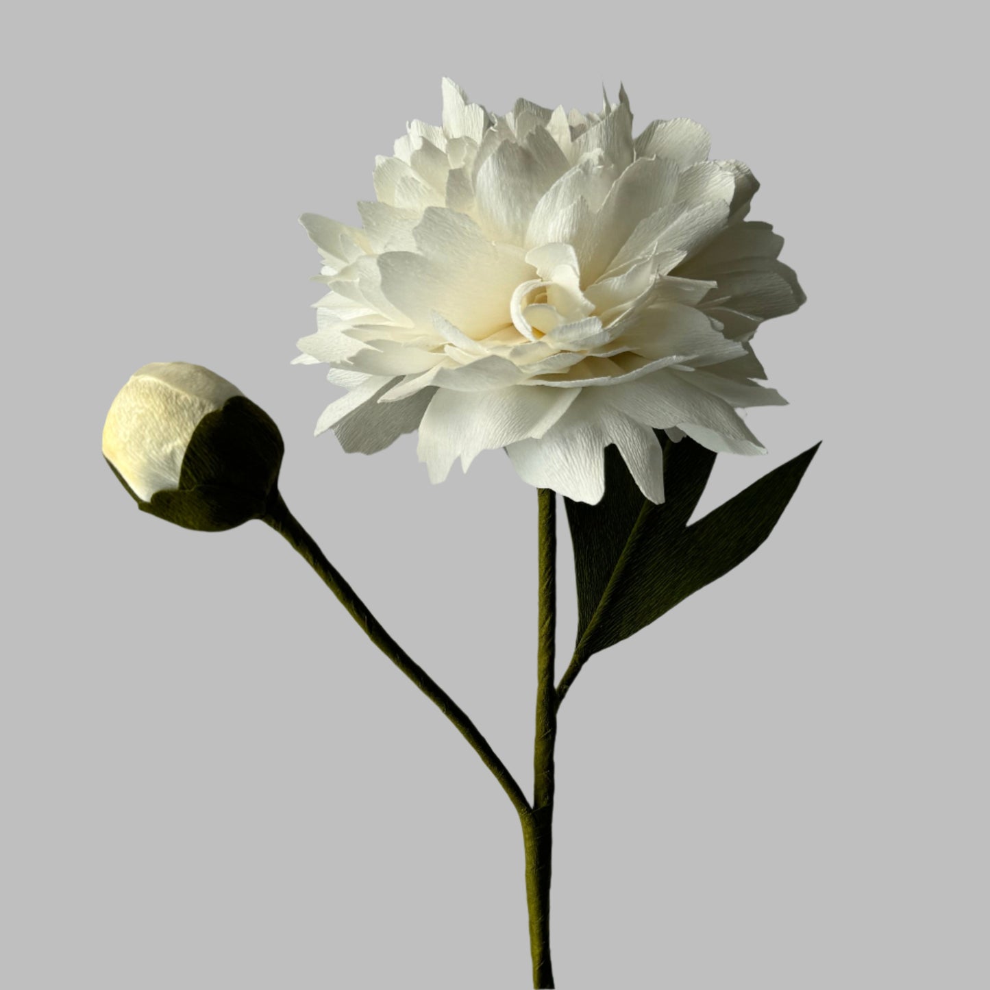 White Peony