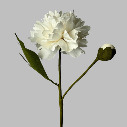 White Peony