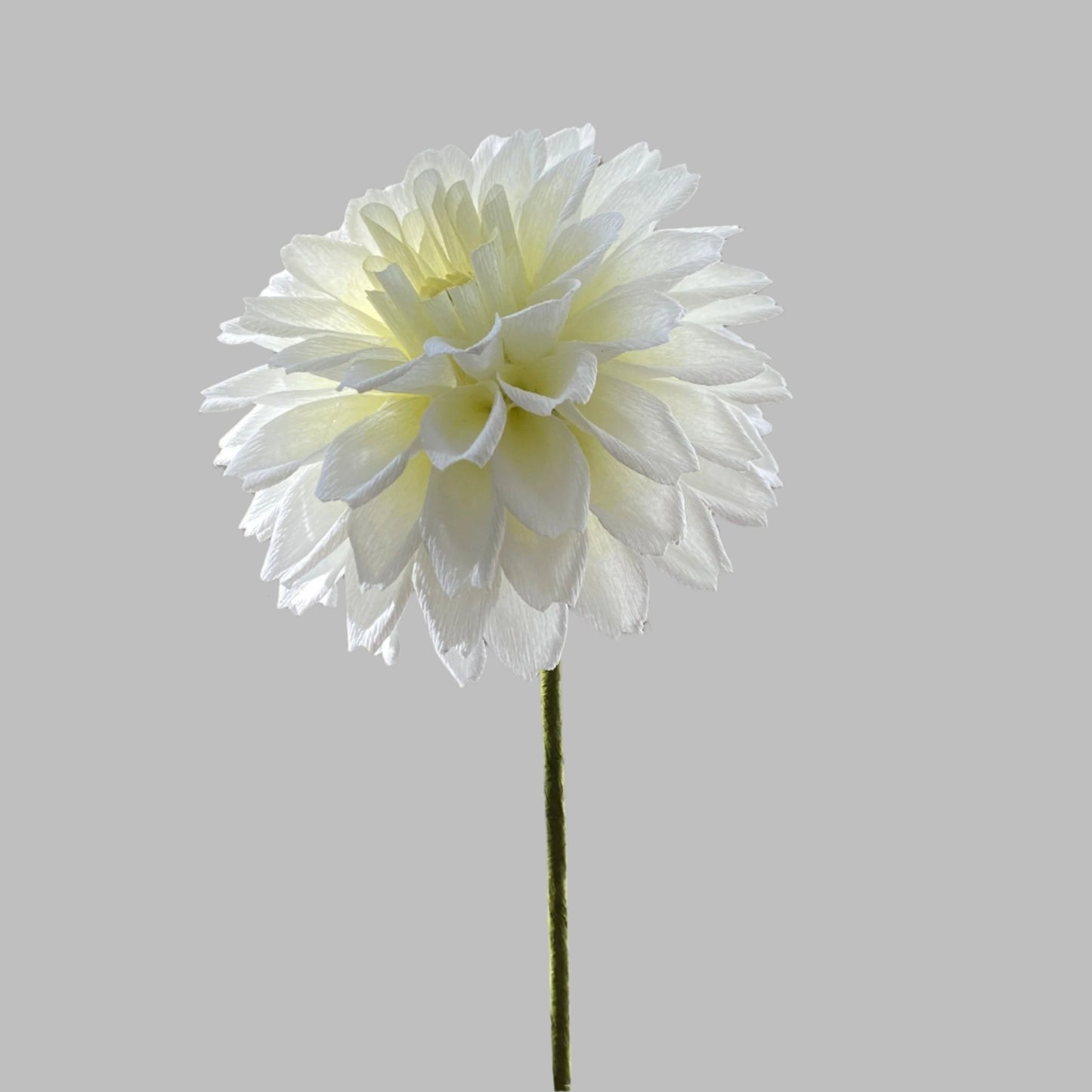 Dahlia