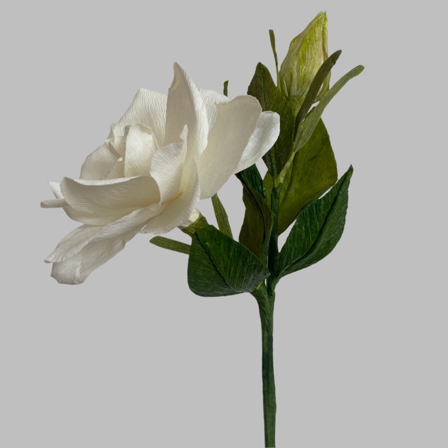 Gardenia