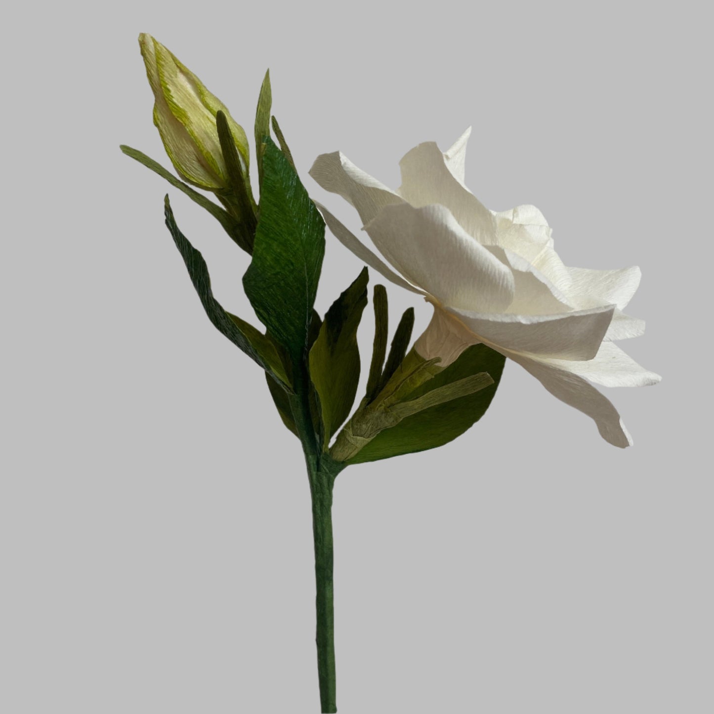 Gardenia