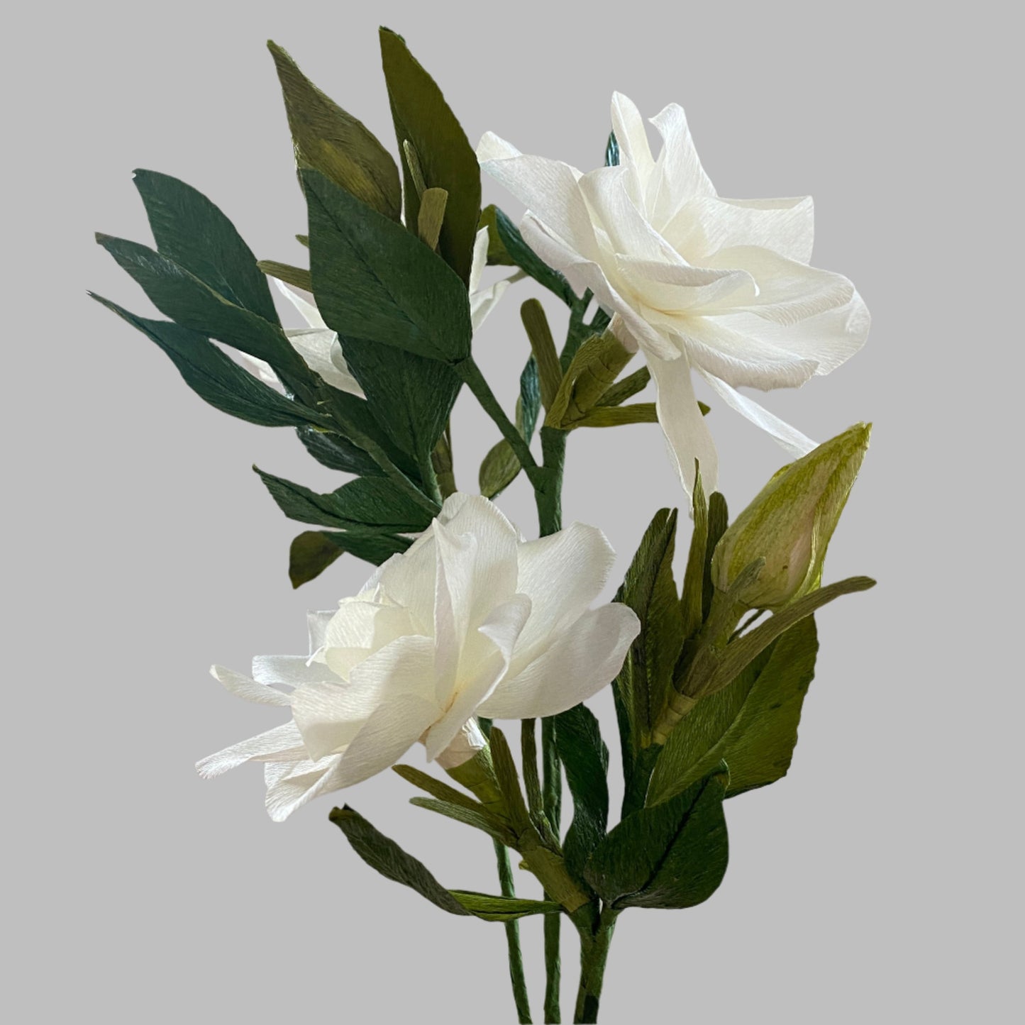 Gardenia