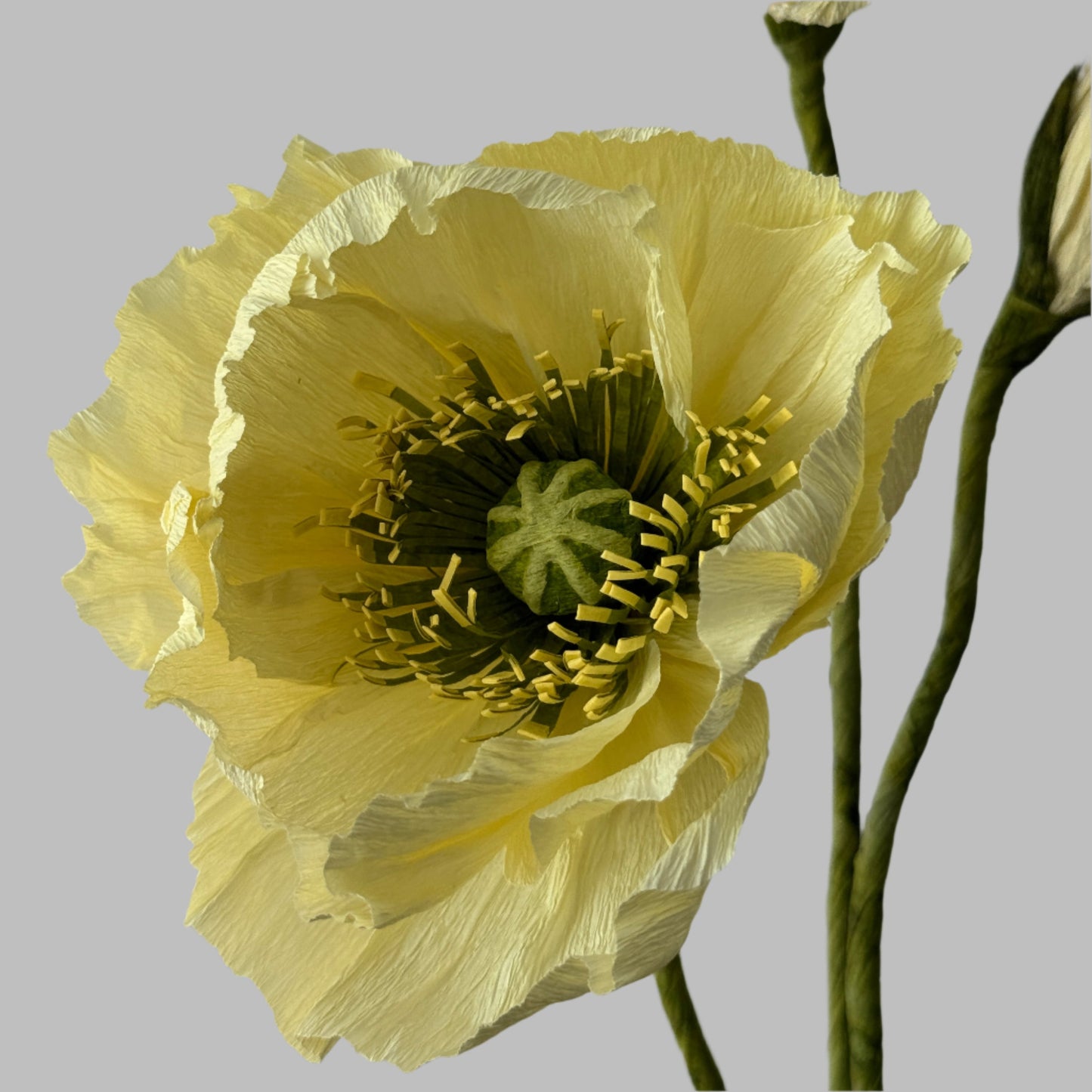 2 Poppies + 1 Bud - Butter Yellow