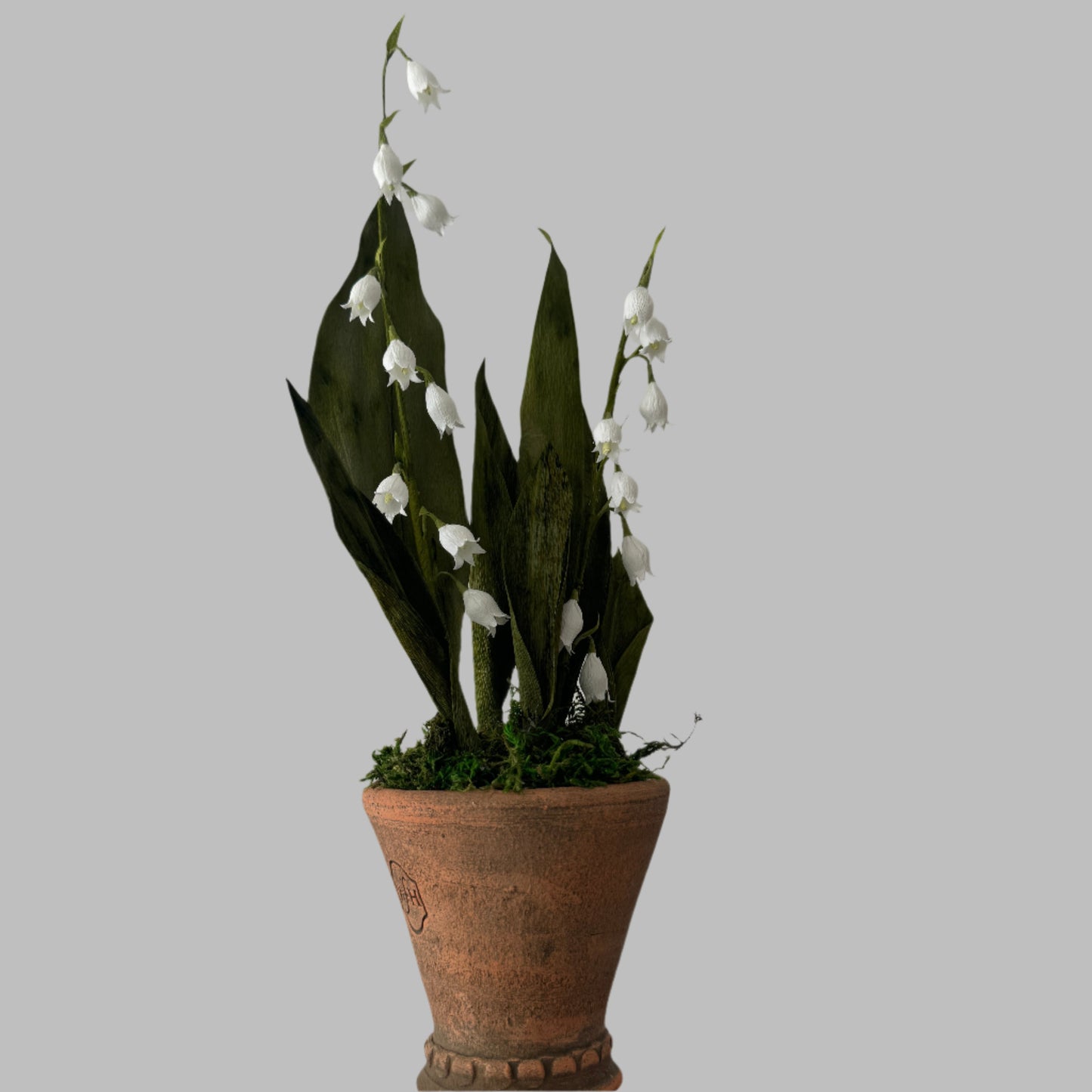 Potted Lily of the Valley