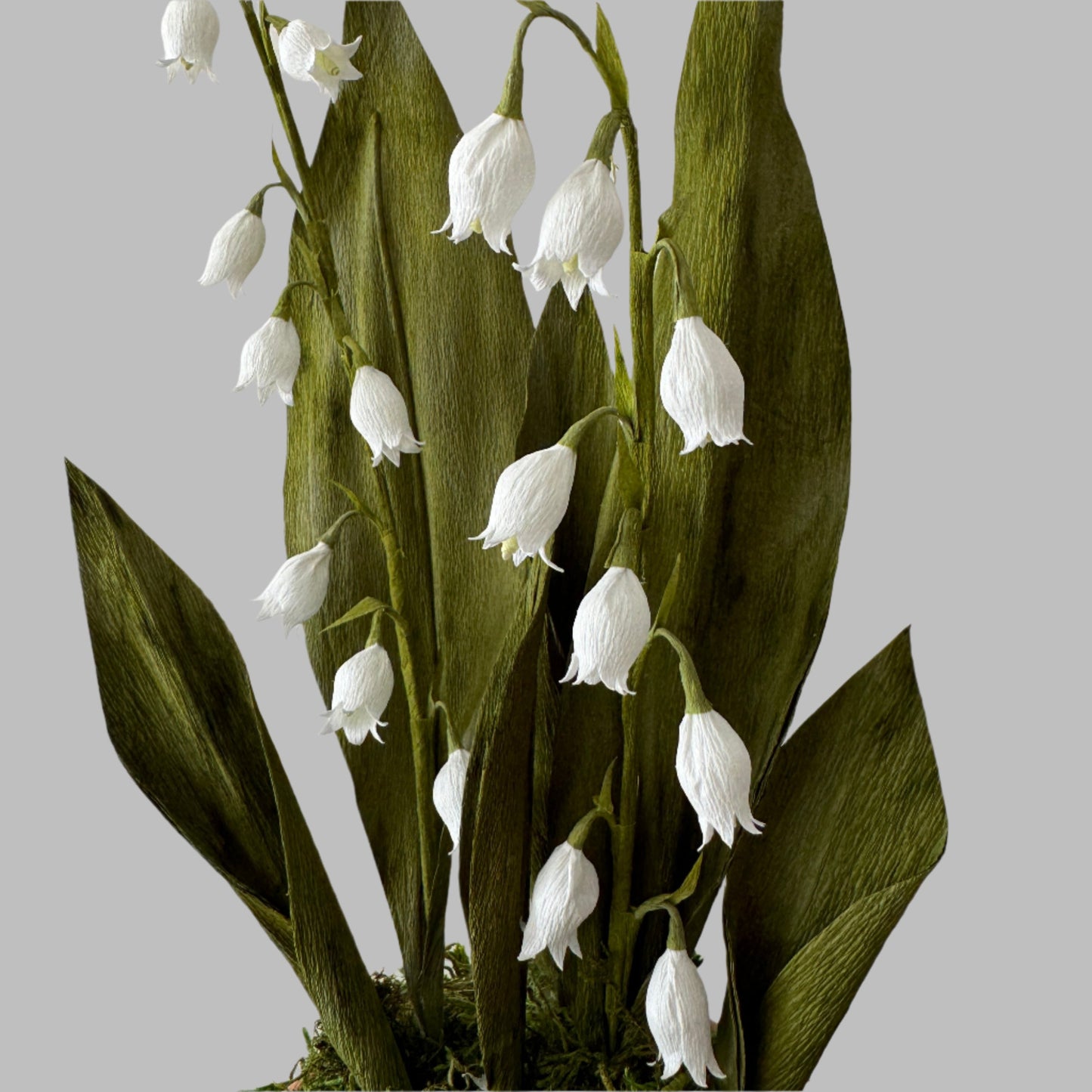 Potted Lily of the Valley