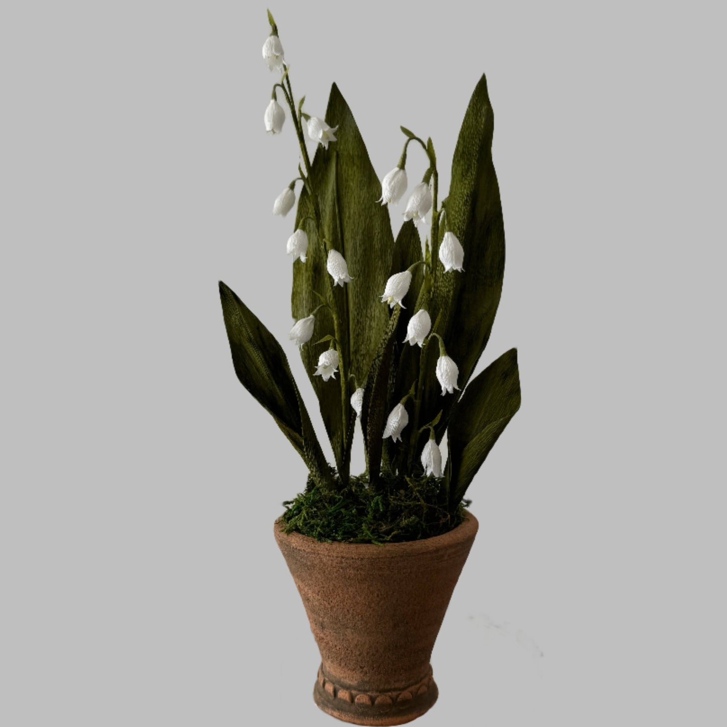 Potted Lily of the Valley