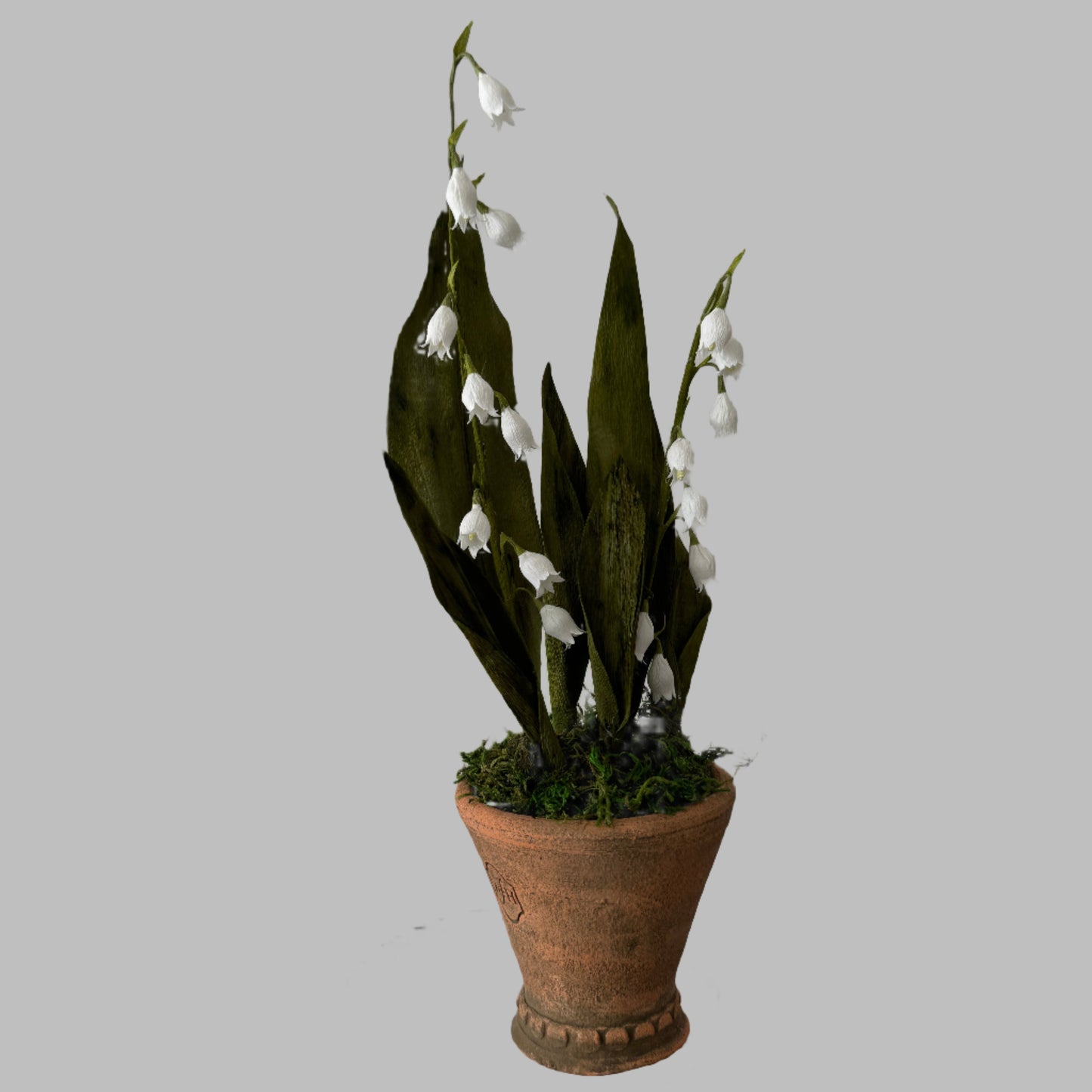 Potted Lily of the Valley