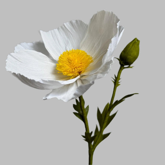 California Tree Poppy