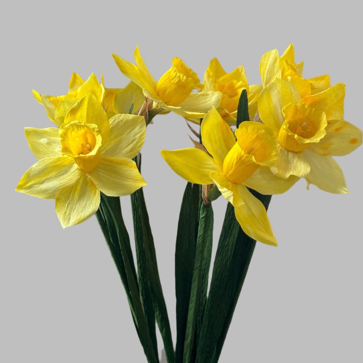 Daffodil