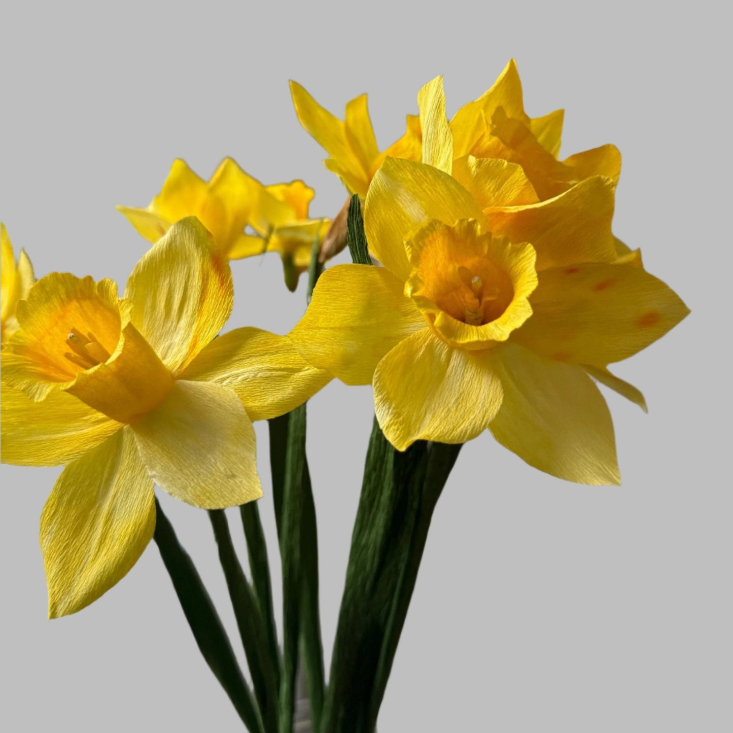 Daffodil